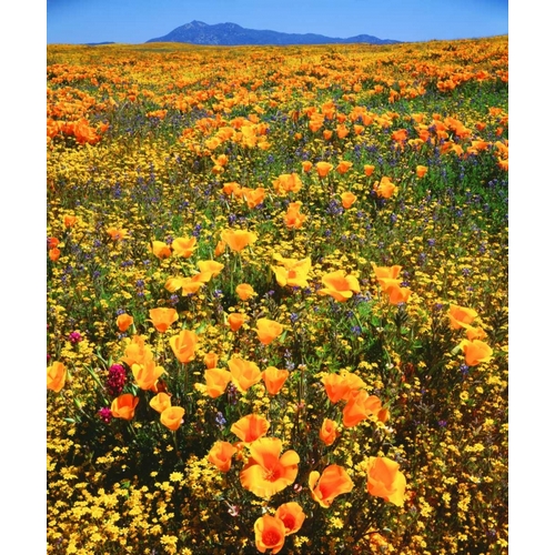 CA, Cleveland NF California poppies cover a hill